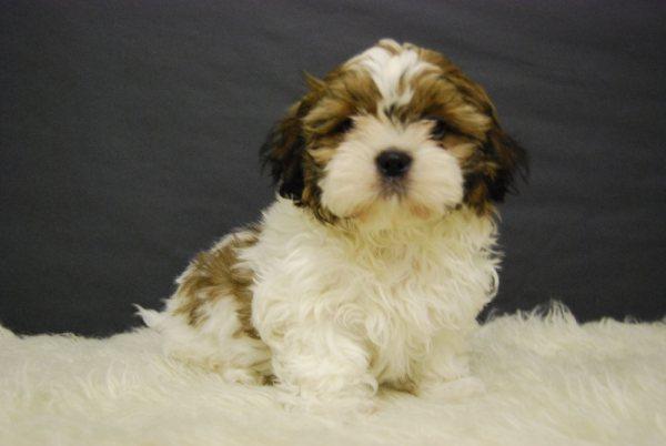 Shih tzu, maravillosos perritos disponibles