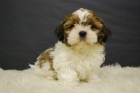 Shih tzu, maravillosos perritos disponibles - mejor precio | unprecio.es