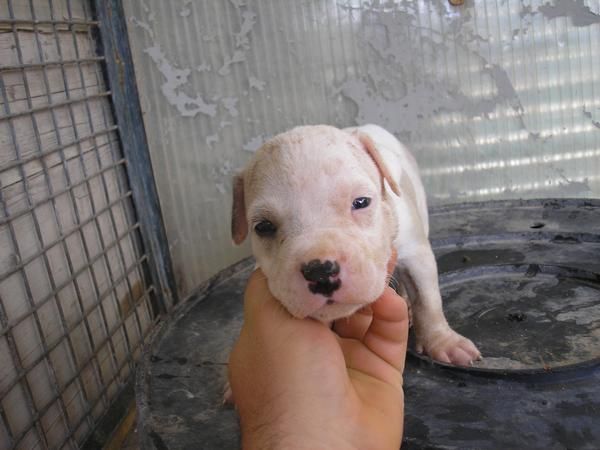 vendo pareja de pitbullls pekeños a 300   increibles