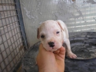 vendo pareja de pitbullls pekeños a 300   increibles - mejor precio | unprecio.es