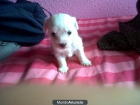 VENDO PERRITAS BICHON MALTES - mejor precio | unprecio.es