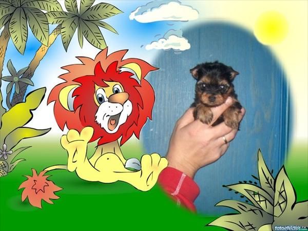 yorkshire terrier machito toy  con pedigri loe