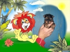 yorkshire terrier machito toy con pedigri loe - mejor precio | unprecio.es