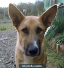 Vendo fantástico perro joven para finca 60€ - mejor precio | unprecio.es