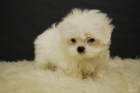 Cachorritos de MIni Maltes toy, cachorritos de maximo 3 kilitos - mejor precio | unprecio.es