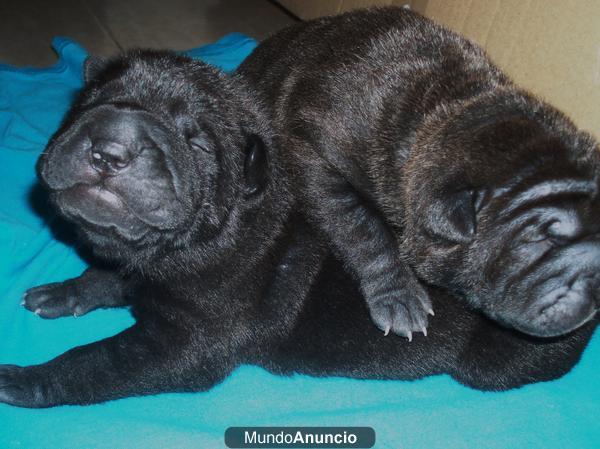 cachorros shar pei