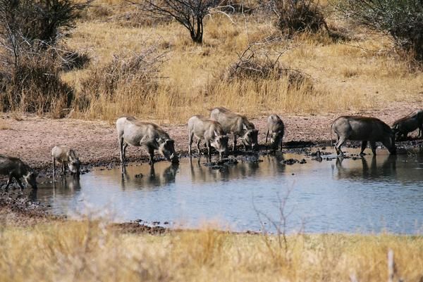caza en sudafrica