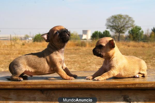 chihuahua miniatura con pedigre, cachorritos en venta