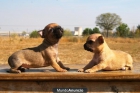 chihuahua miniatura con pedigre, cachorritos en venta - mejor precio | unprecio.es