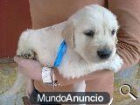Golden Retriever - mejor precio | unprecio.es