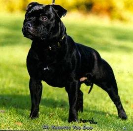 Impresionantes cachorros de staffy negros de pura raza.Excelente genetica