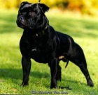 Impresionantes cachorros de staffy negros de pura raza.Excelente genetica - mejor precio | unprecio.es