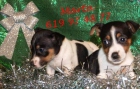 Oferta navideña cachorros de jack rassell - mejor precio | unprecio.es