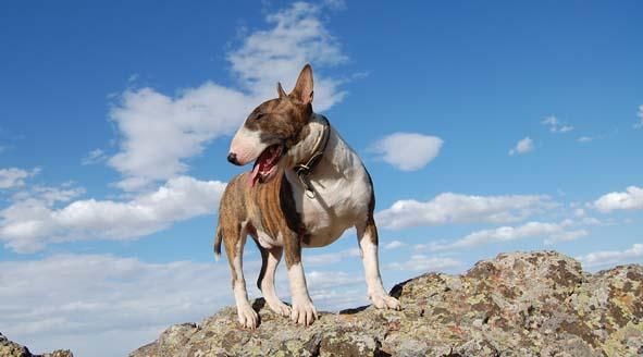 Se ofrece excelente macho bullterrier para montas