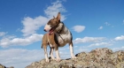 Se ofrece excelente macho bullterrier para montas - mejor precio | unprecio.es