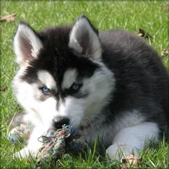 BONITOS PELUCHES DE HUSKY SIBERIAN