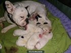 buldogs frances - mejor precio | unprecio.es