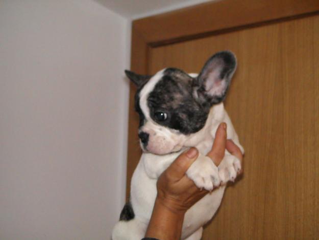 BULLDOG FRANCES 420!