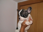 BULLDOG FRANCES 420! - mejor precio | unprecio.es