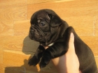 Bulldog frances muy chatos y compactos en madrid - mejor precio | unprecio.es