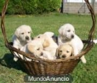 cachorritos de Labrador muy listos y juguetones - mejor precio | unprecio.es