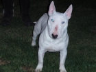 OFERTA Bullterrier miniature - mejor precio | unprecio.es