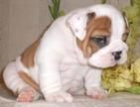 REGISTRAOS BDO CACHORROS BULLDOG INGLES INSCRITOS CACHORRULLDOG INGLES - mejor precio | unprecio.es