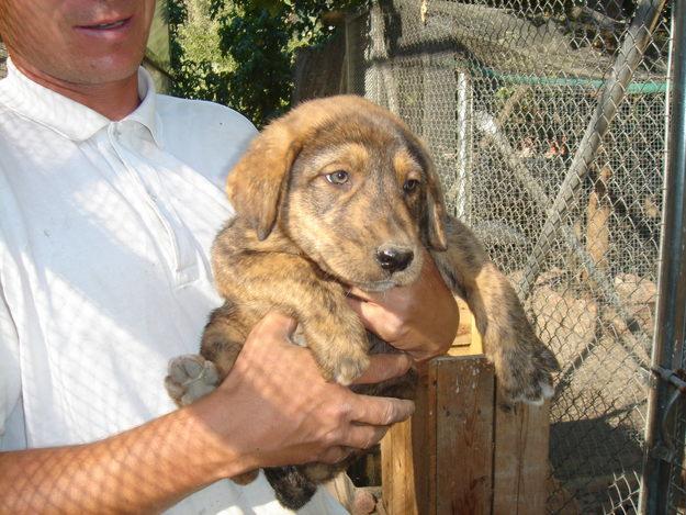 SE DAN EN ADOPCION CACHORROS CRUCE MASTIN