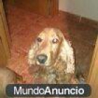 Se regala pareja de cocker spaniel ingles - mejor precio | unprecio.es