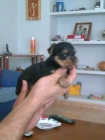 yorkshire terrier - mejor precio | unprecio.es