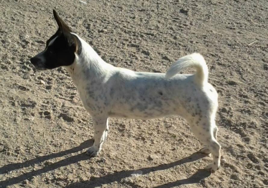 Tabatta mestiza en adopción