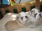 Bulldog ingles - mejor precio | unprecio.es