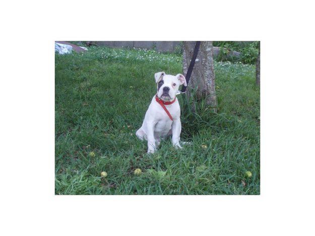 cachorro de bulldog americano hijo de CH