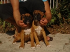 CACHORROS DE BOXER 480 - mejor precio | unprecio.es