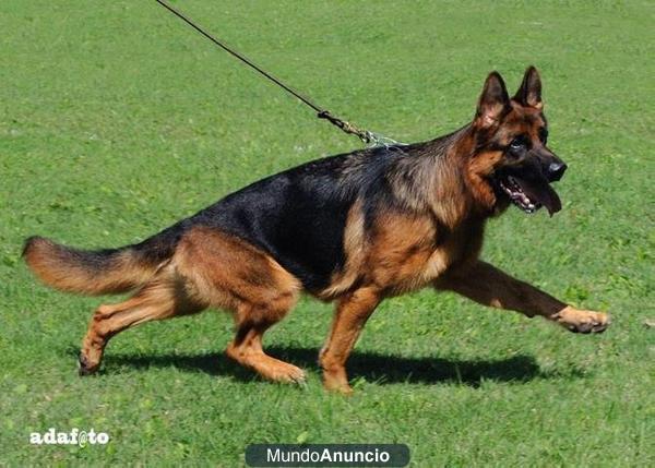 EXCELENTE CACHORROS HIJO DE SIEGER ESPAÑA