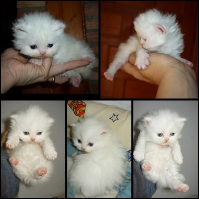 gatitos persas blancos