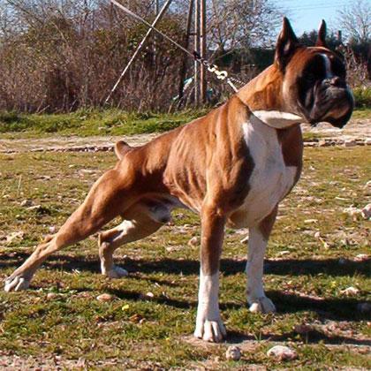 Nuevo cruce chiara de loermo x ch.baruk boxer del Euro