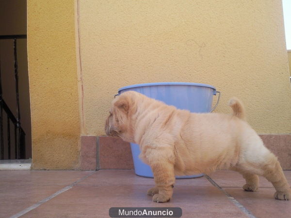 OFERTA SHAR PEI