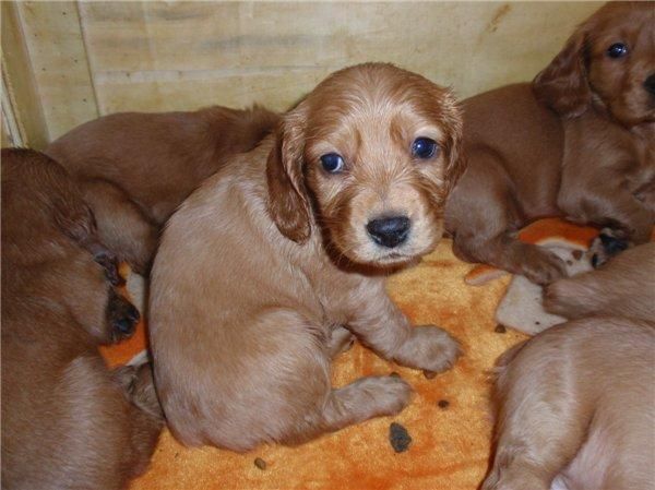 PEQUEÑOS COCKER CON 45 DIAS 250 EUROS CON PEDIGRE