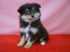 SHETLAND SHEEPDOG CAMADA LISTA PARA ENTREGAR - mejor precio | unprecio.es