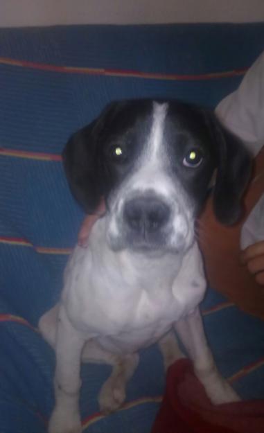 SOFÍA, preciosa hembra cruce de Dálmata en adopción