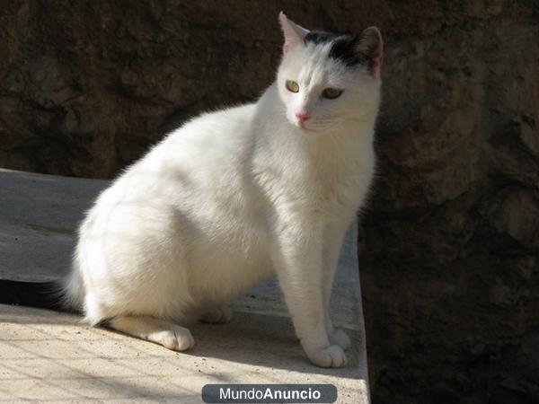 gatitos en adopción