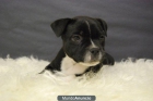 , cachorros de staffy, staffordshire bull terrier . 600 euros - mejor precio | unprecio.es