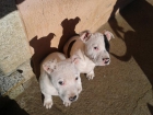 2 ULTIMOS CAHORROS AMERICAN STAFFORDSHIRE TERRIER - mejor precio | unprecio.es