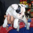 Bulldog Francés - mejor precio | unprecio.es
