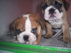 CACHORROS DE BULLDOG INGLES, PRECIOSOS 950 EUROS - mejor precio | unprecio.es