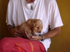 Cachorros de cocker Dorados - mejor precio | unprecio.es