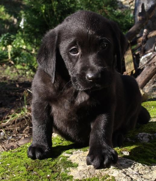 Cachorros de Labrador Retriever con pedigree de campeones