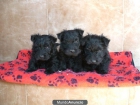 camada de scottish terrier - mejor precio | unprecio.es
