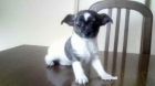 Chihuahua Macho de 2 mes - mejor precio | unprecio.es